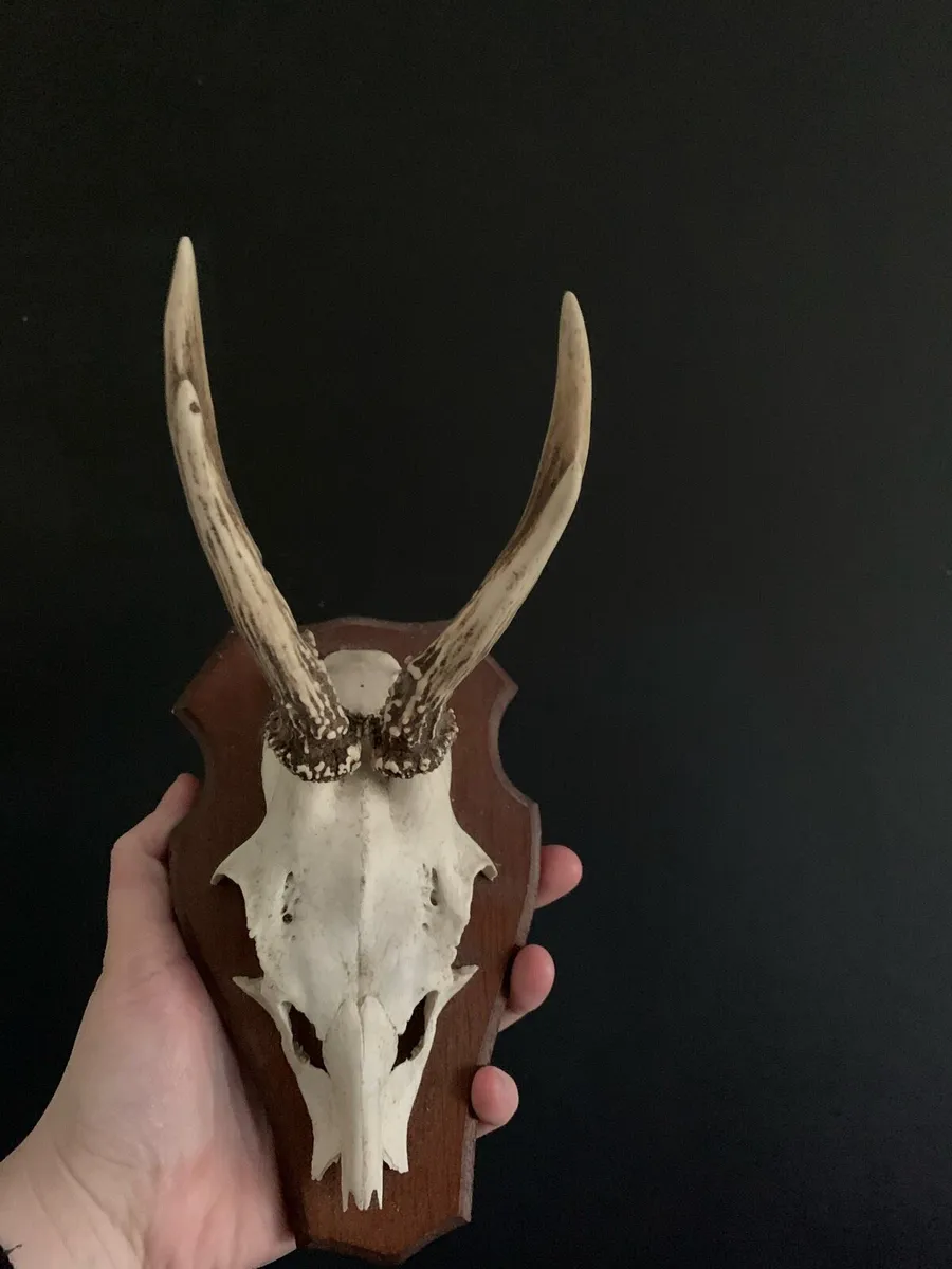 Roe deer trophy - Image 2