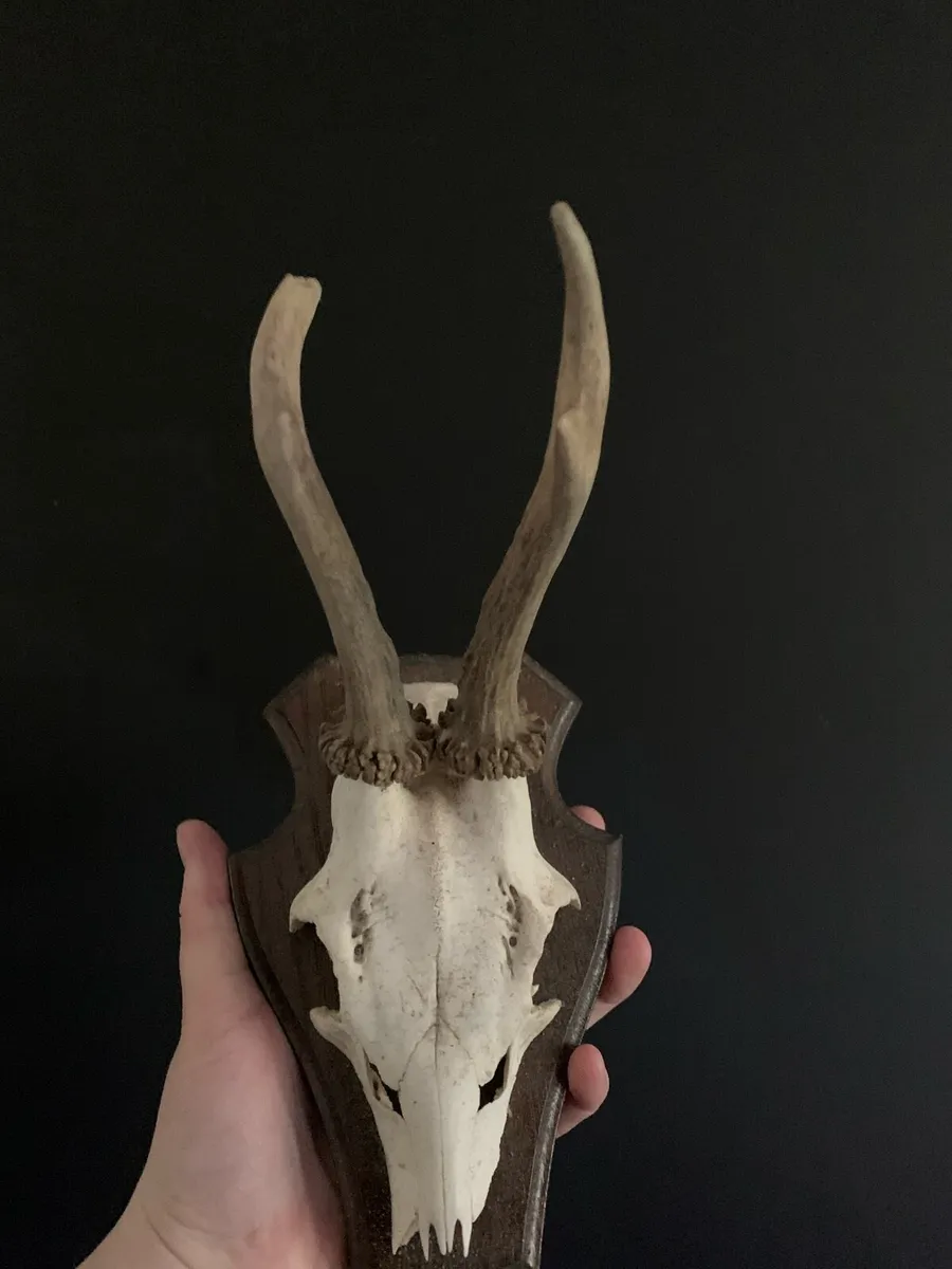 Roe deer trophy - Image 3