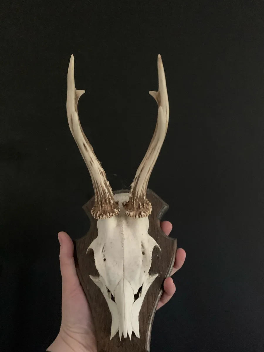 Roe deer trophy - Image 4