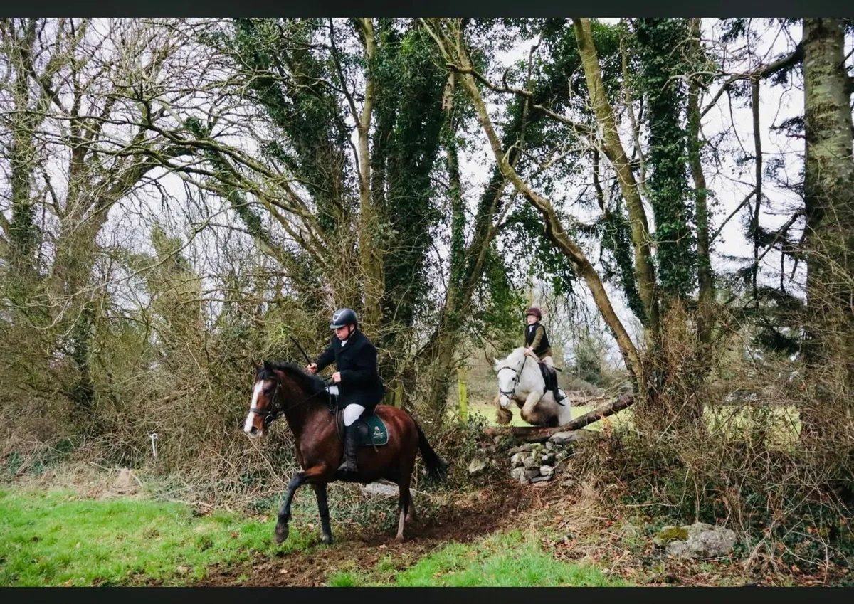 Ideal first pony - Image 4