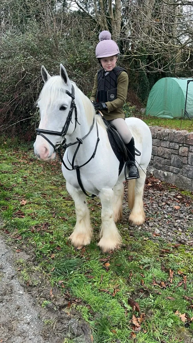 Ideal first pony - Image 1