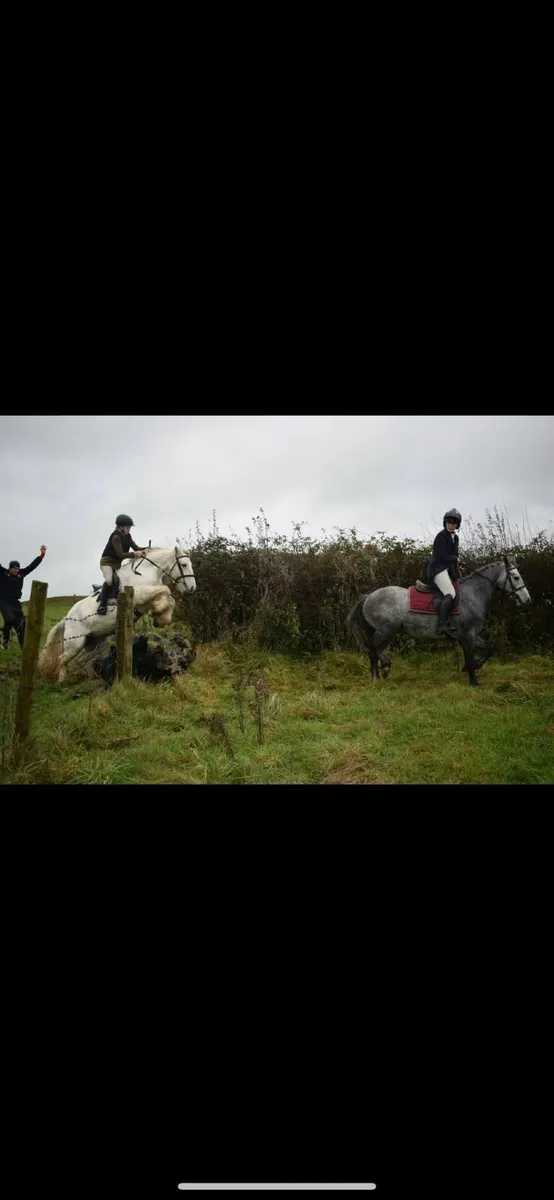 Ideal first pony - Image 2