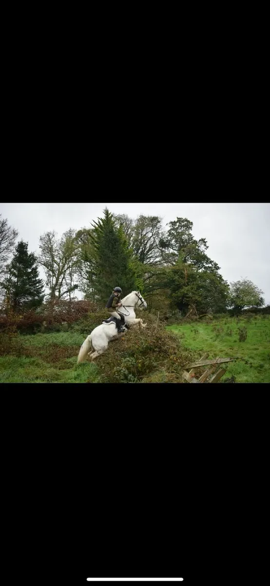 Ideal first pony - Image 3