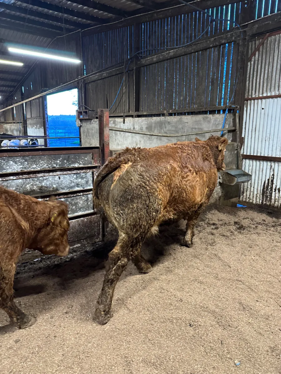 Springing Pbnr lim cows - Image 4