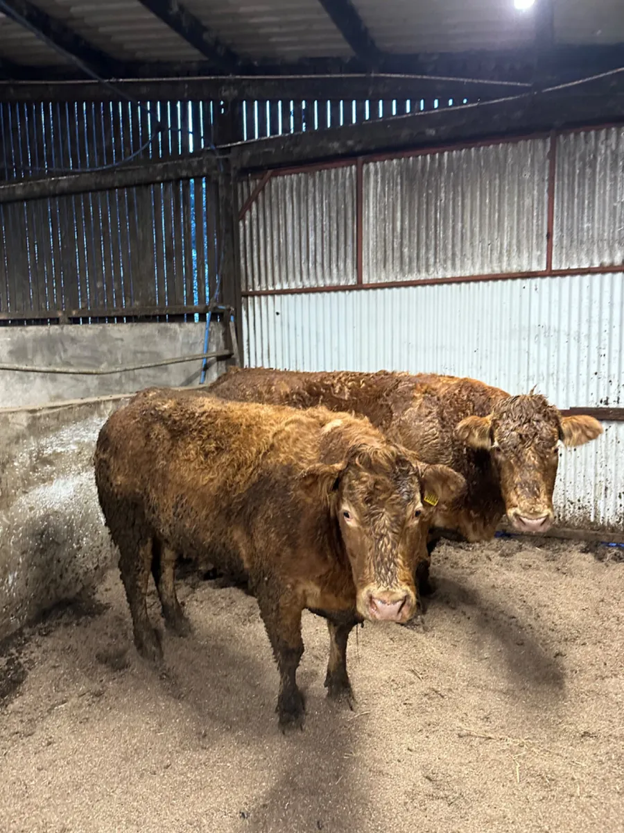 Springing Pbnr lim cows - Image 1