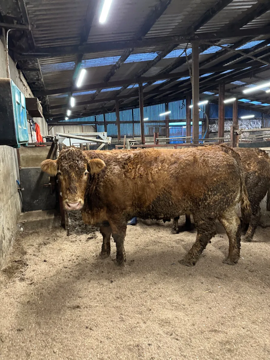 Springing Pbnr lim cows - Image 3