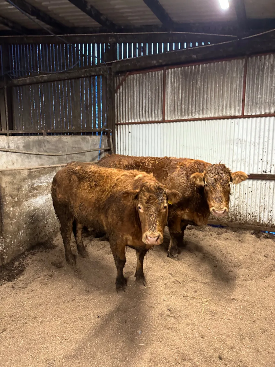 Springing Pbnr lim cows - Image 2