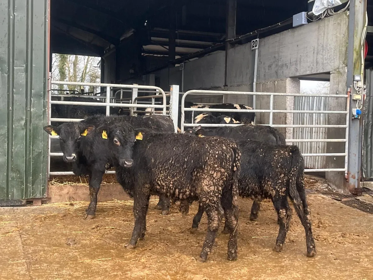 4 super Angus yearling bullocks - Image 1
