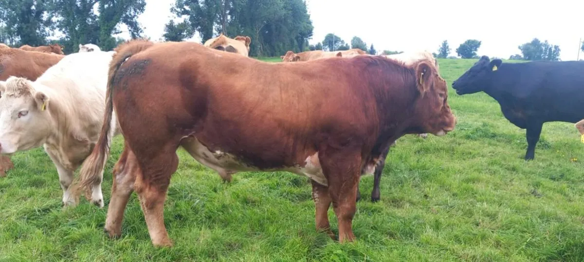 Crossbred Bull Carrigallen Mart 2nd February - Image 1