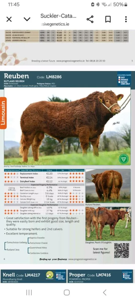 Crossbred Bull Carrigallen Mart 2nd February - Image 2