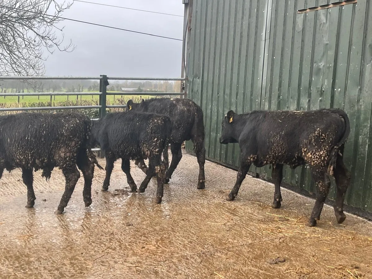 4 super Angus yearling bullocks - Image 4