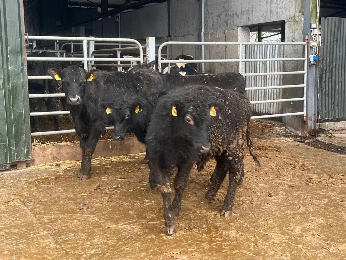 4 super Angus yearling bullocks - Image 2