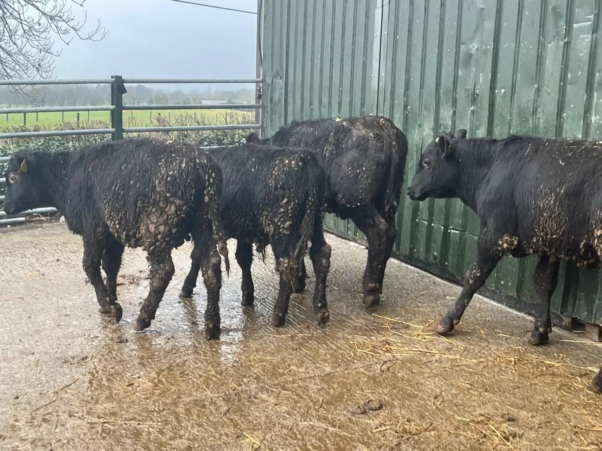 4 super Angus yearling bullocks - Image 3