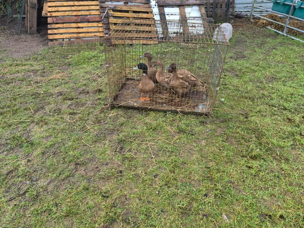 Ducks - Image 1