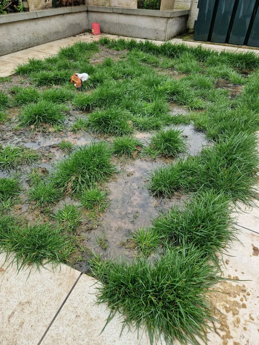 Garden Transformations - Image 2