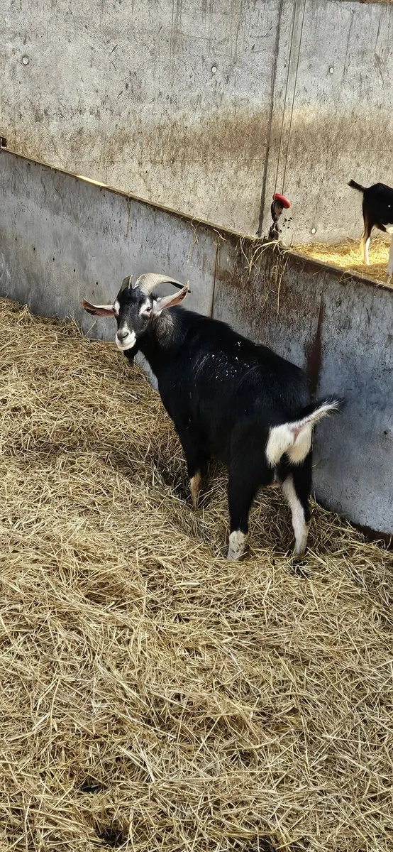 Goatlings Male + 2 Stud Bucks - Image 2