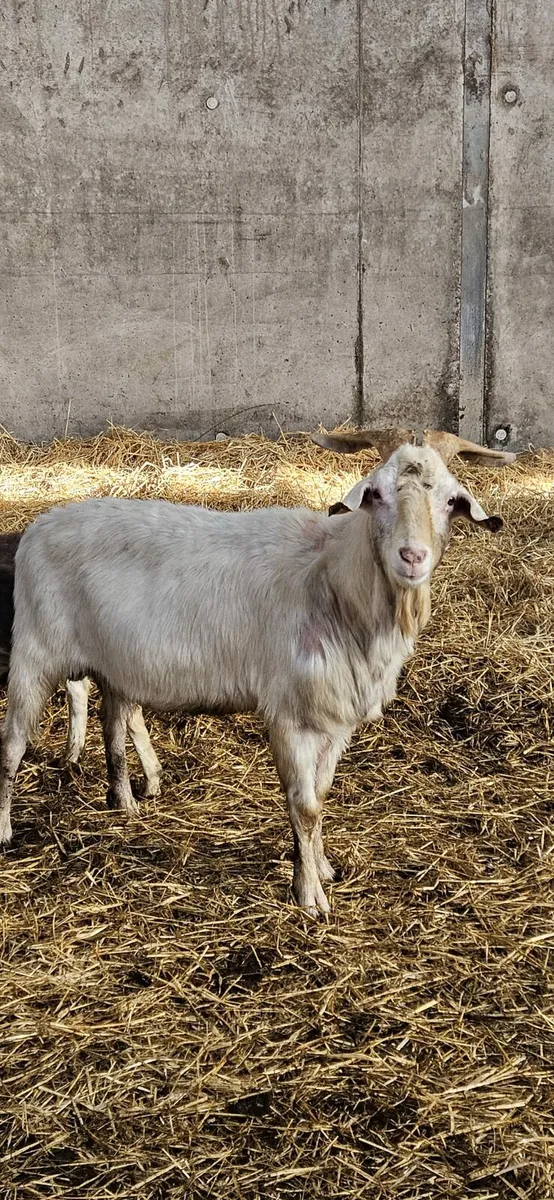 Goatlings Male + 2 Stud Bucks - Image 3