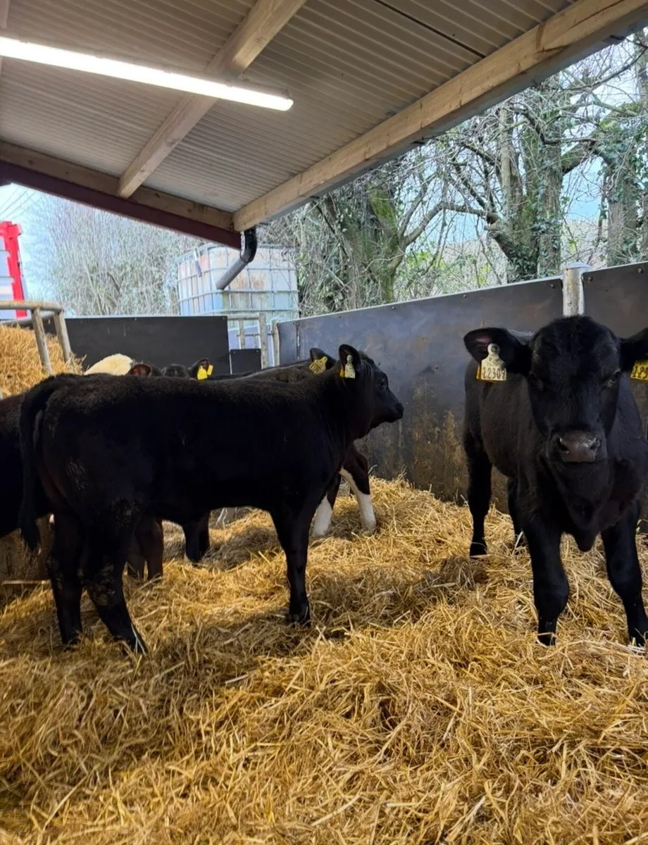 9 top class well reared heifer calves - Image 1