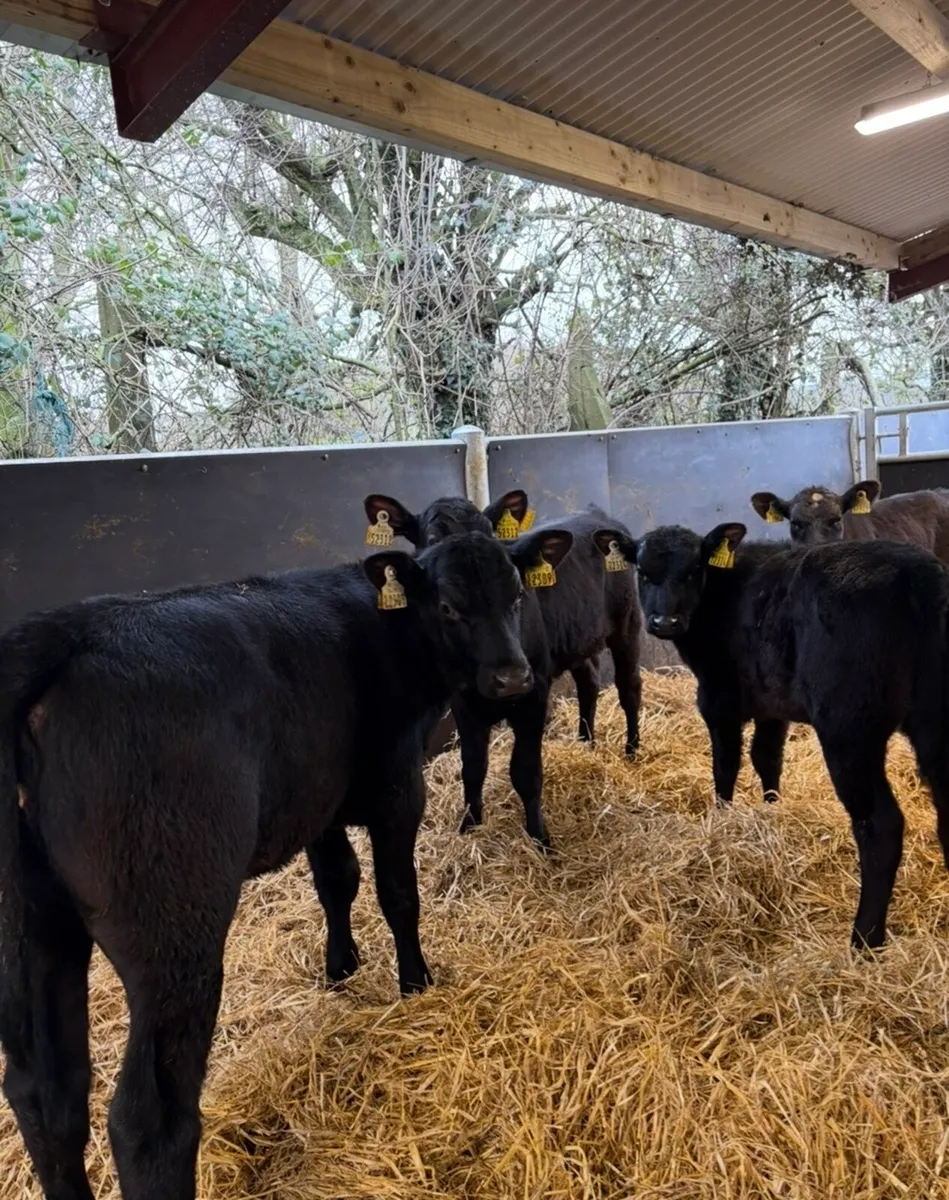 9 top class well reared heifer calves - Image 2