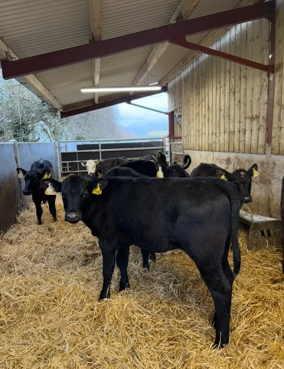 9 top class well reared heifer calves - Image 3