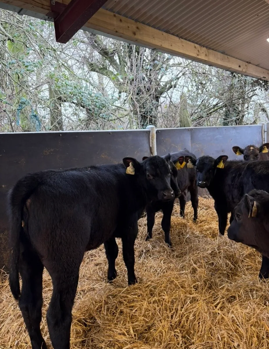 9 top class well reared heifer calves - Image 4