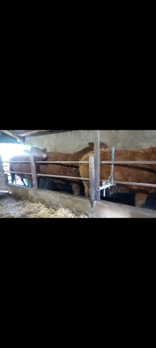 Cattle for Sale Ennis Mart  Thursday 29th January - Image 3