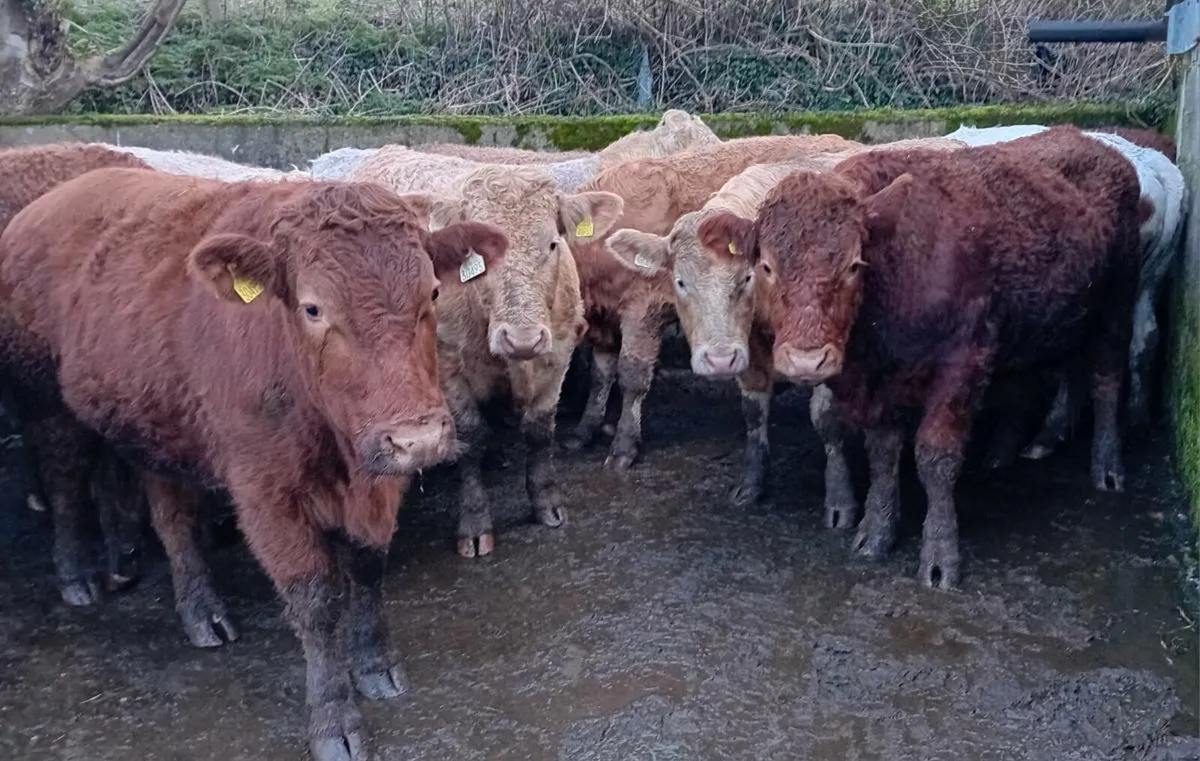 Cattle for Sale Ennis Mart  Thursday 29th January - Image 1