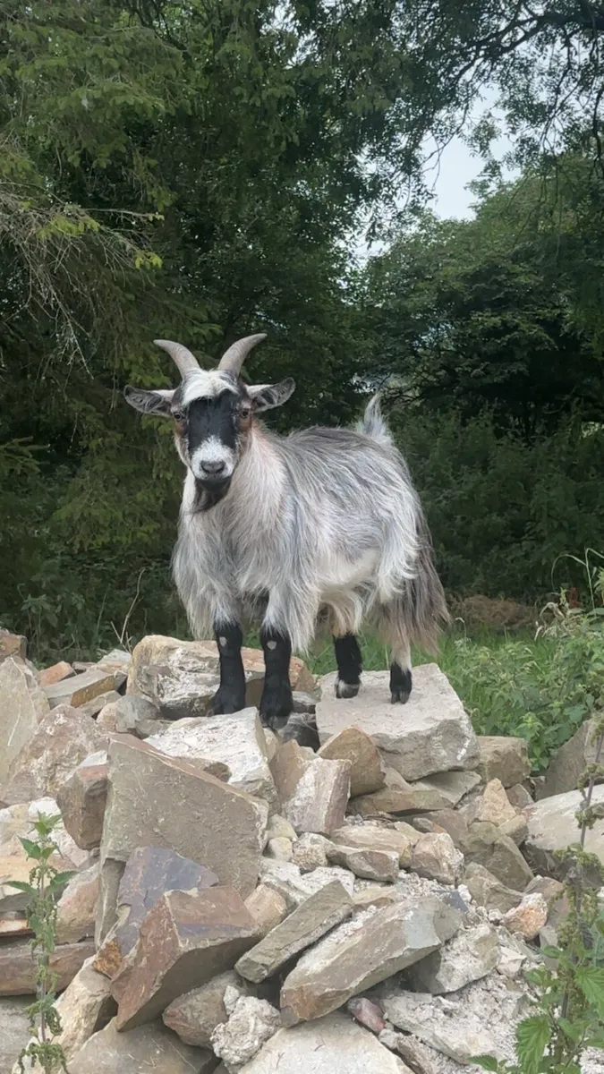 Pygmy Goat - Image 1
