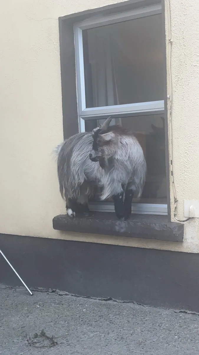 Pygmy Goat - Image 2