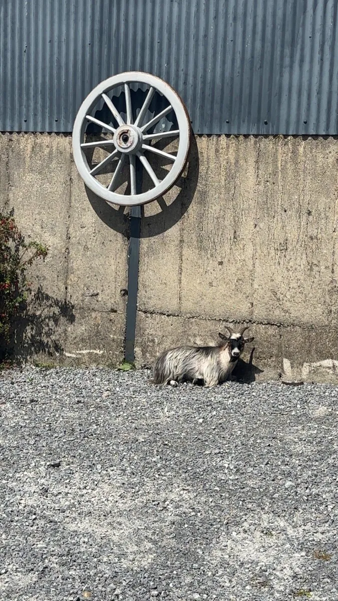 Pygmy Goat - Image 3