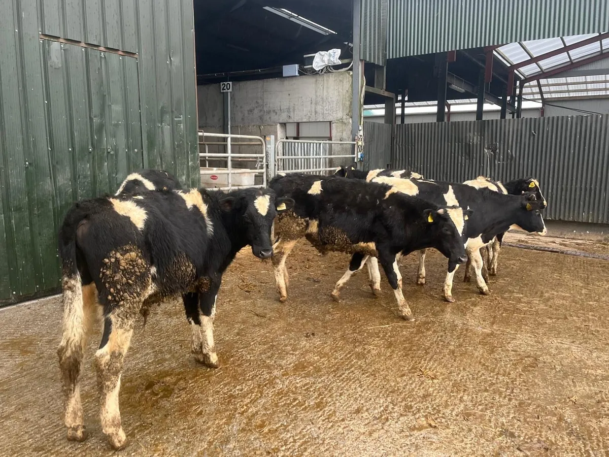 6 super British Frisian bull weanlings - Image 1