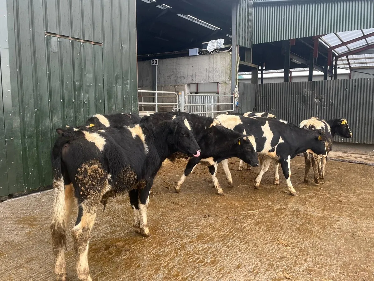 6 super British Frisian bull weanlings - Image 2