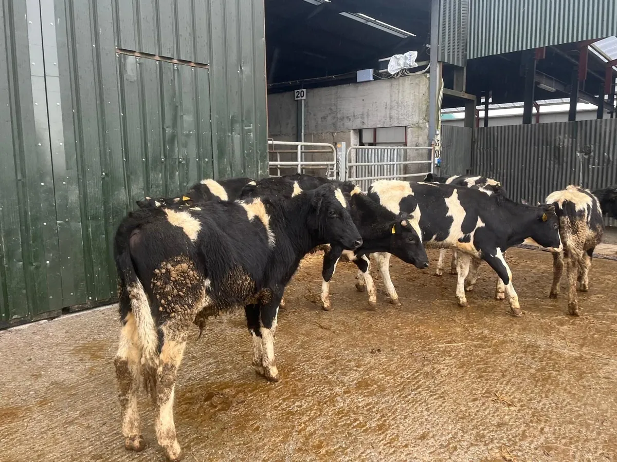 6 super British Frisian bull weanlings - Image 3