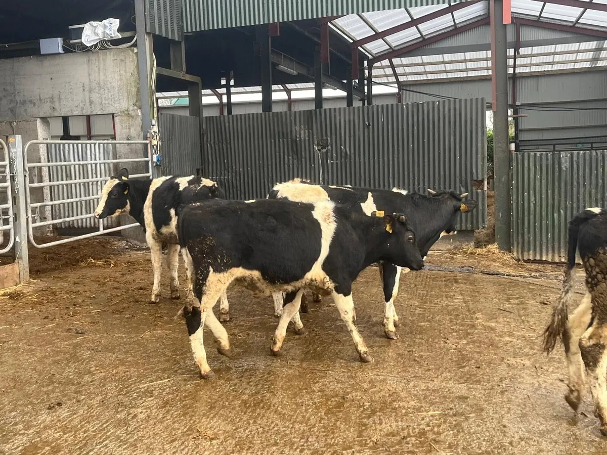 6 super British Frisian bull weanlings - Image 4