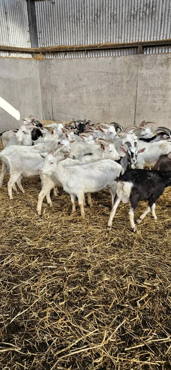 Goatlings Male + 2 Stud Bucks - Image 1