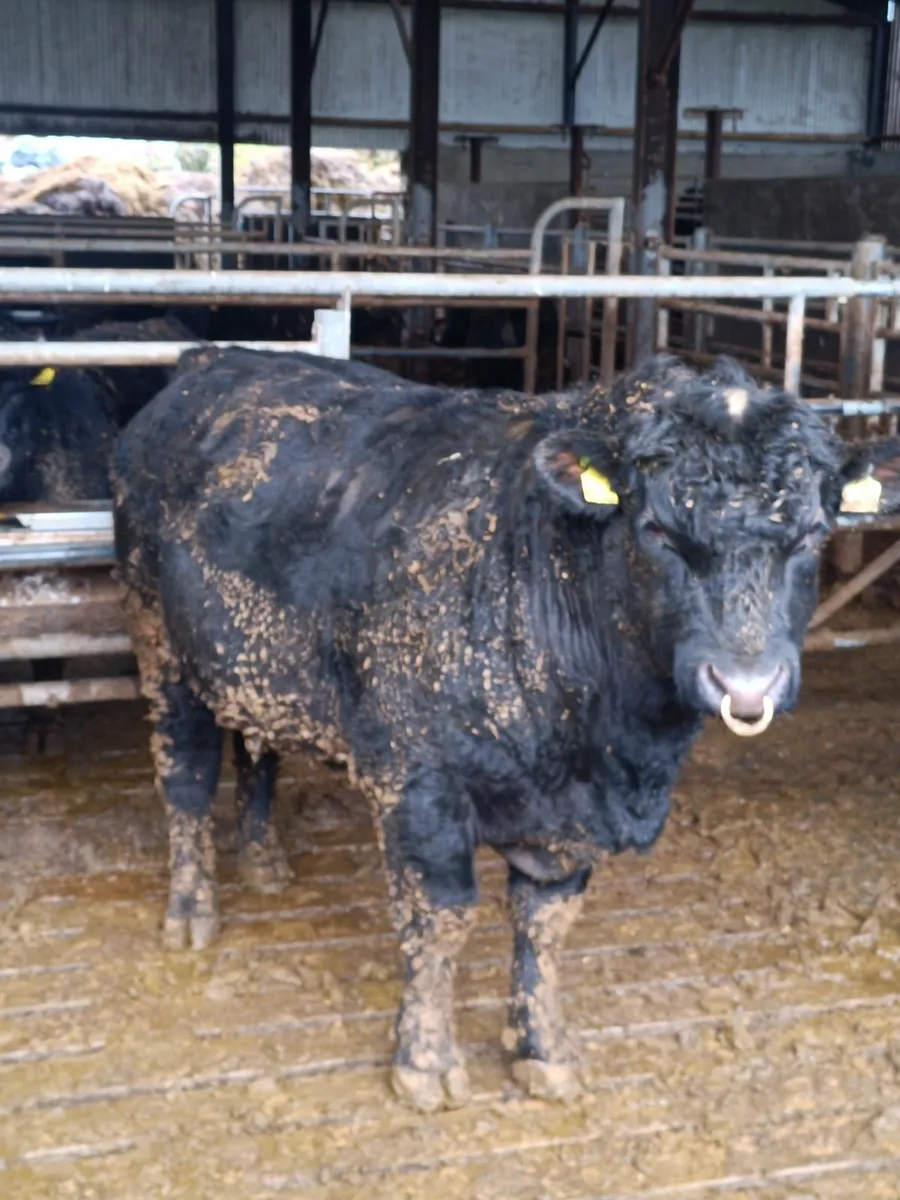 Stary Purebred Angus Bulls - Image 3