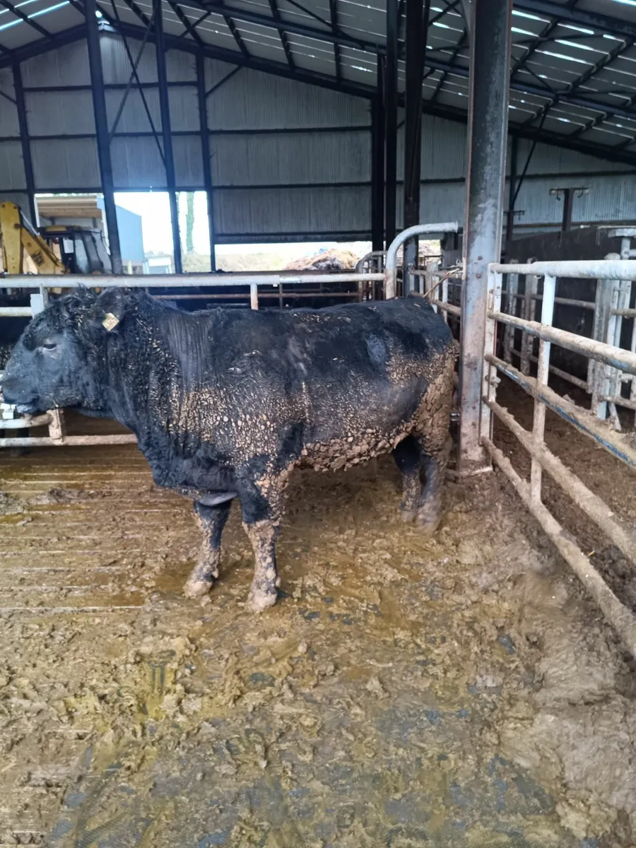 Stary Purebred Angus Bulls - Image 4