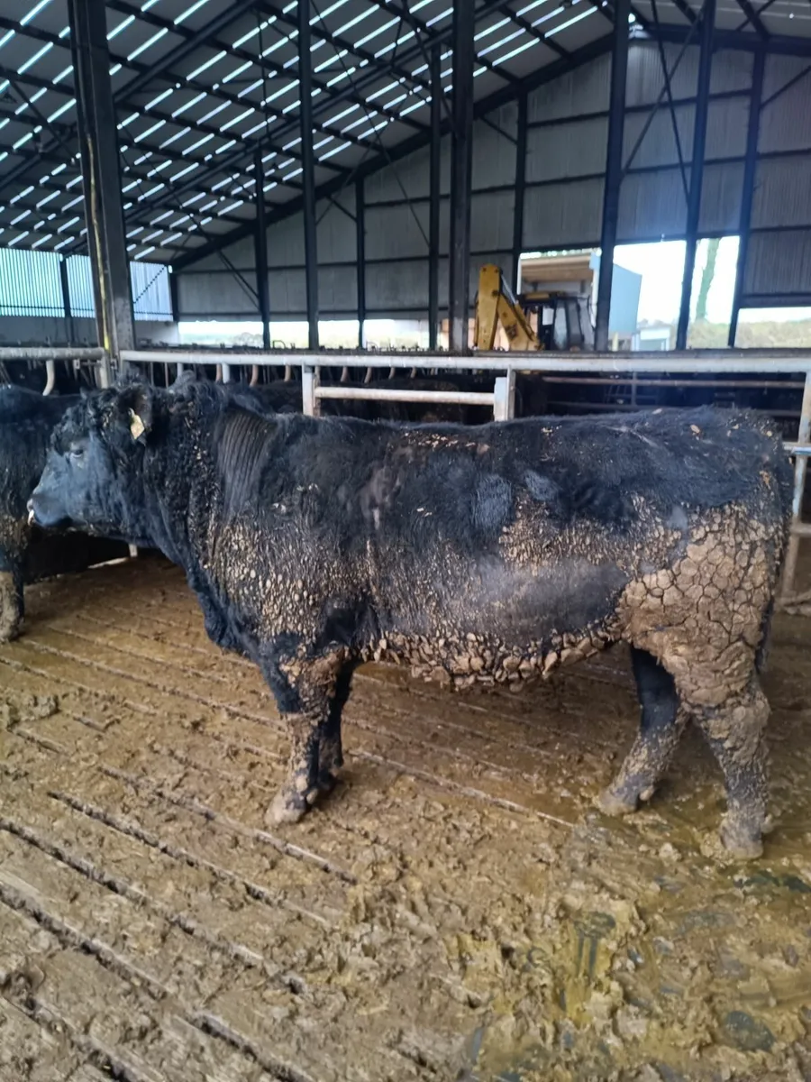 Stary Purebred Angus Bulls - Image 1