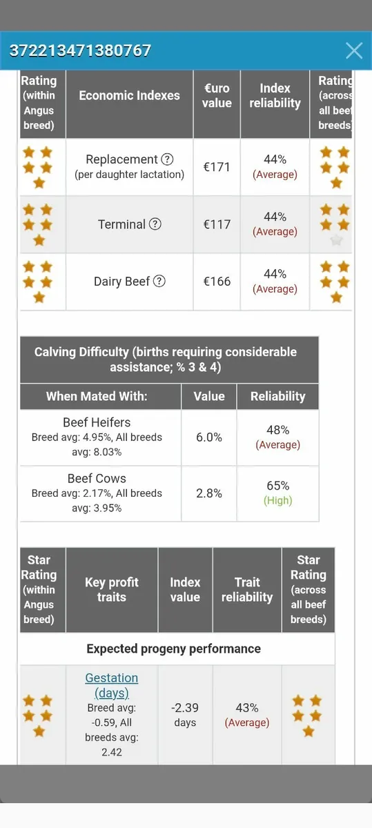 Stary Purebred Angus Bulls - Image 2