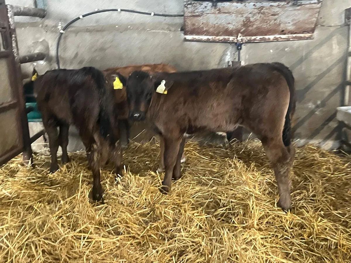 3 super weaned continental bulls - Image 1