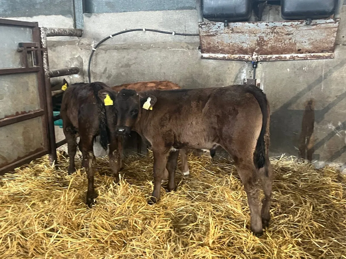 3 super weaned continental bulls - Image 3