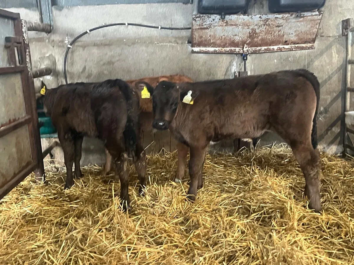 3 super weaned continental bulls - Image 4