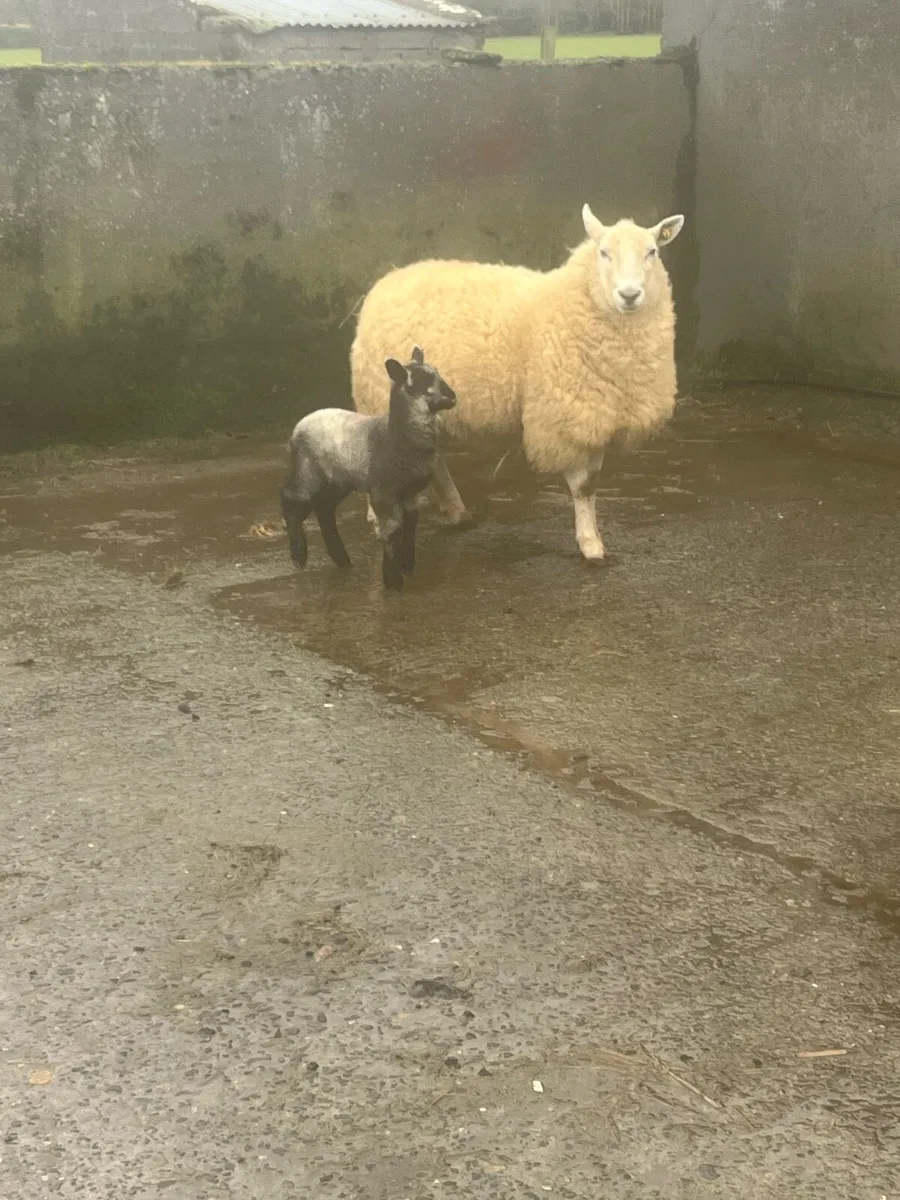 🤩2 show quality outfits 🤩 - Image 1