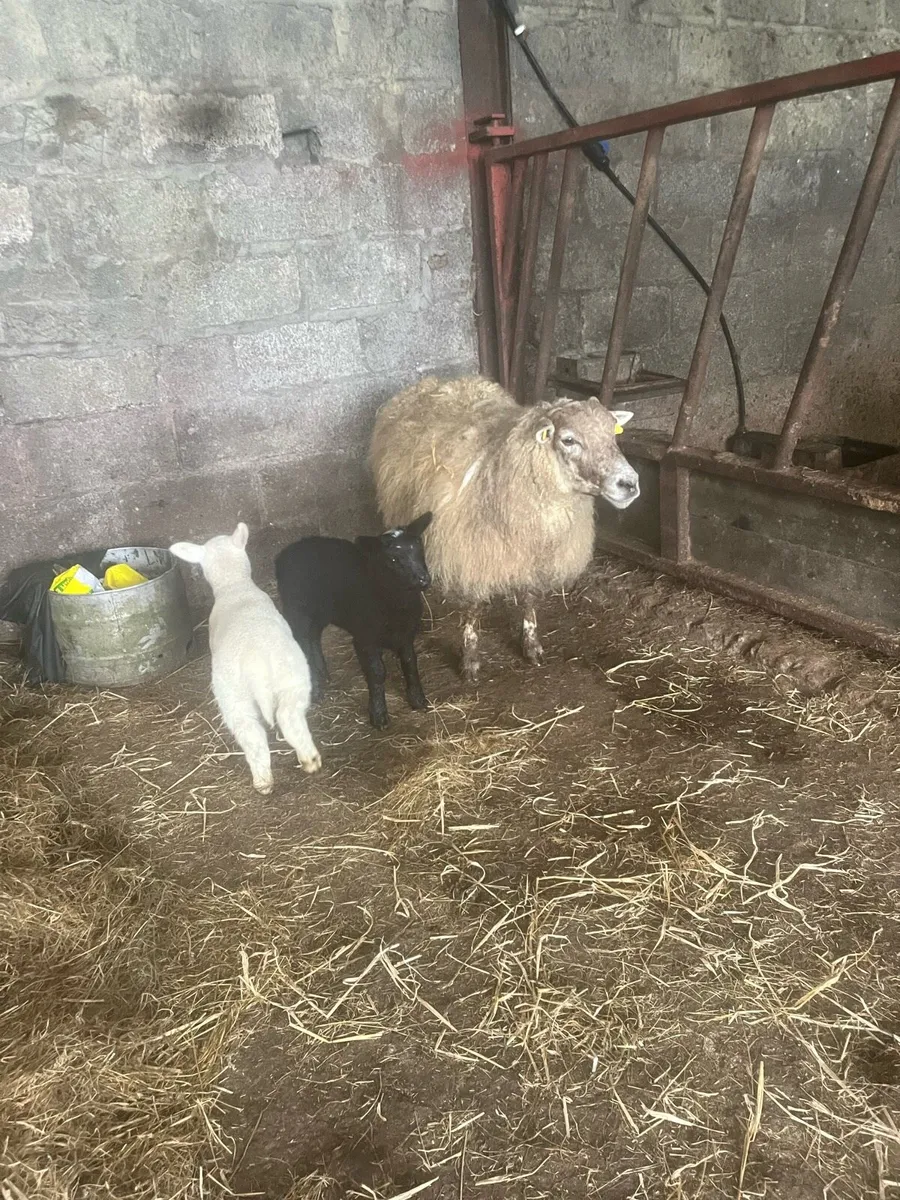 🤩2 show quality outfits 🤩 - Image 3