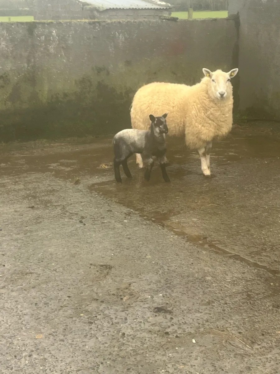 🤩2 show quality outfits 🤩 - Image 2