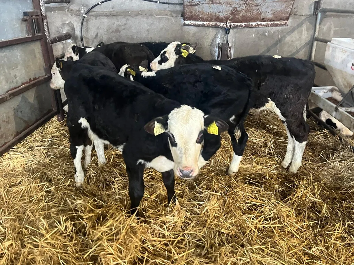 7 weaned Hereford bull runners - Image 3