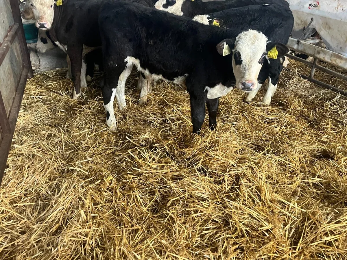 7 weaned Hereford bull runners - Image 4