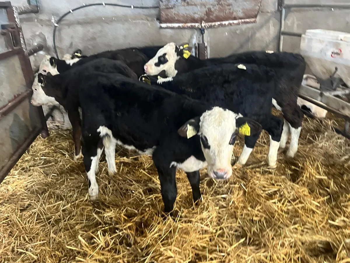 7 weaned Hereford bull runners - Image 2
