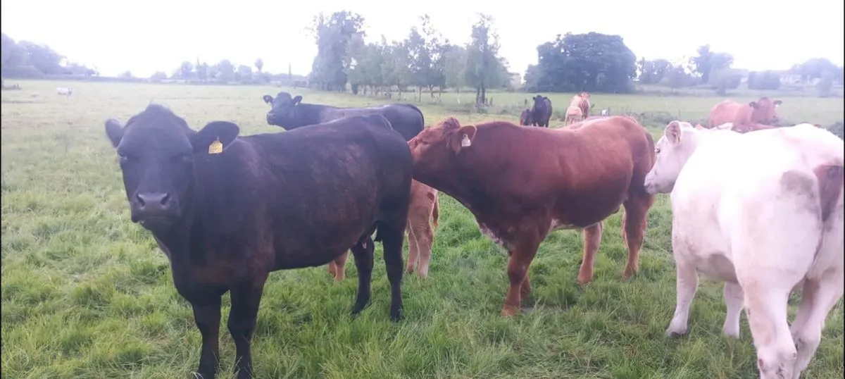 Crossbred Bull Carrigallen Mart 2nd February - Image 3