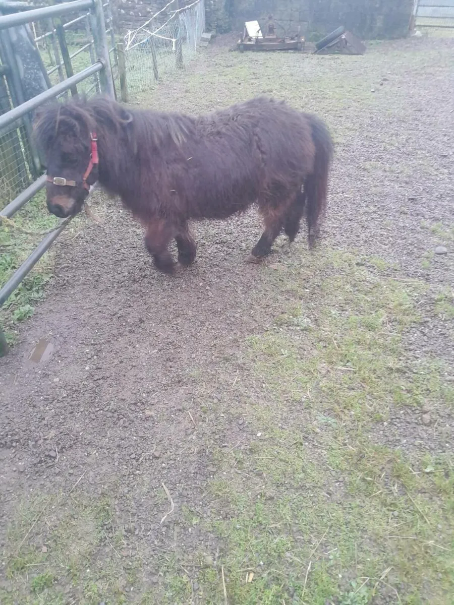 Miniatures - Image 2